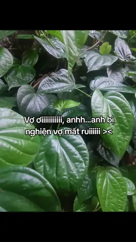Nghiện vợ mất ruiii #htuanstory_09 #gttxhuong #tinhyeu #ddnxuhuong #fbtxuhuong #abcxyz #xh 