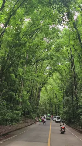 #roadtrip #ph #philippines #bohol #rides #nature #2025 #manmadeforest 