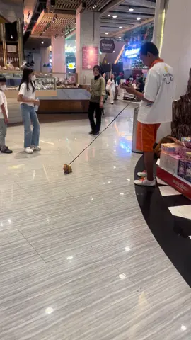 when u’re a college student and can't keep a puppy… (keep this cute capybara)