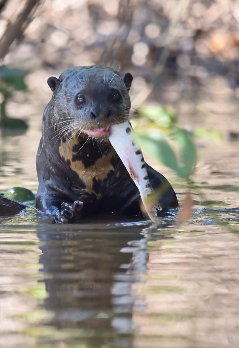 🇧🇷 Ariranha em ação! 🐟🦦 No coração do Pantanal, no Parque Estadual Encontro das Águas, flagramos essa superpredadora aquática se alimentando de um peixe pintado — uma das cenas mais incríveis da vida selvagem sul-americana! As ariranhas vivem em grupos familiares e caçam em equipe com uma eficiência impressionante. Encontrá-las em seu habitat natural é uma verdadeira aventura! 🌿 Quer viver momentos como esse? Explore o Pantanal com a Yara EcoSafari e conecte-se com a natureza selvagem do Brasil! #Ariranha #PantanalSelvagem #NaturezaDoBrasil #YaraEcoSafari ⸻ 🇬🇧 Giant otter on the hunt! 🐟🦦 Deep in the Pantanal, at Encontro das Águas State Park, we captured this top aquatic predator feeding on a spotted catfish — one of South America’s wildest wildlife scenes! Giant otters live in family groups and hunt cooperatively with amazing precision. Spotting them in the wild is a true adventure! 🌿 Want to witness moments like this? Discover the Pantanal with Yara EcoSafari and connect with Brazil’s untamed nature! #GiantOtter #WildPantanal #BrazilNature #YaraEcoSafari #ariranha #giantotter #pantanal #pantanalwildlife #wildlifetok #ecotok #naturetok #vidaselvagem #wildlifeencounters #explorebrazil #yaraecosafari #encontrodaságuas #ecoturismo #conservacaoambiental #brazilnature #braziliannature #animalsoftiktok #wildlifevideo #safaritok #naturezabrasileira #fyp #wildlifephotography #portojofre #fauna #animal #lontra #mammals #travel #viagem #WildlifeTikTok 
