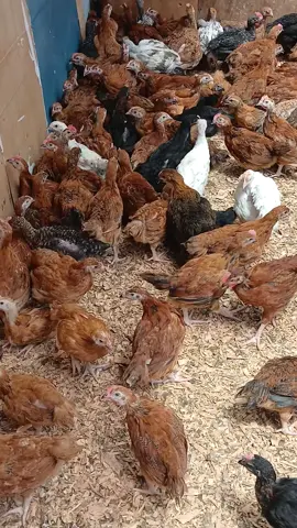 ARE YOU LOOKING FOR  KENBRO OR SASSO We have 3day olds F1 chicks to 1month old at our Nairobi utawala branch We offer free deliveries within Nairobi from 100chicks  1-3days old 100ksh  1week@140  2weeks old@180  Fully vaccinated Nairobi utawala  Call 📞 WhatsApp Kavingo Farm      0712683060 #kambatiktokers #Farmer #kuroiler #incubation #Farmerslife #