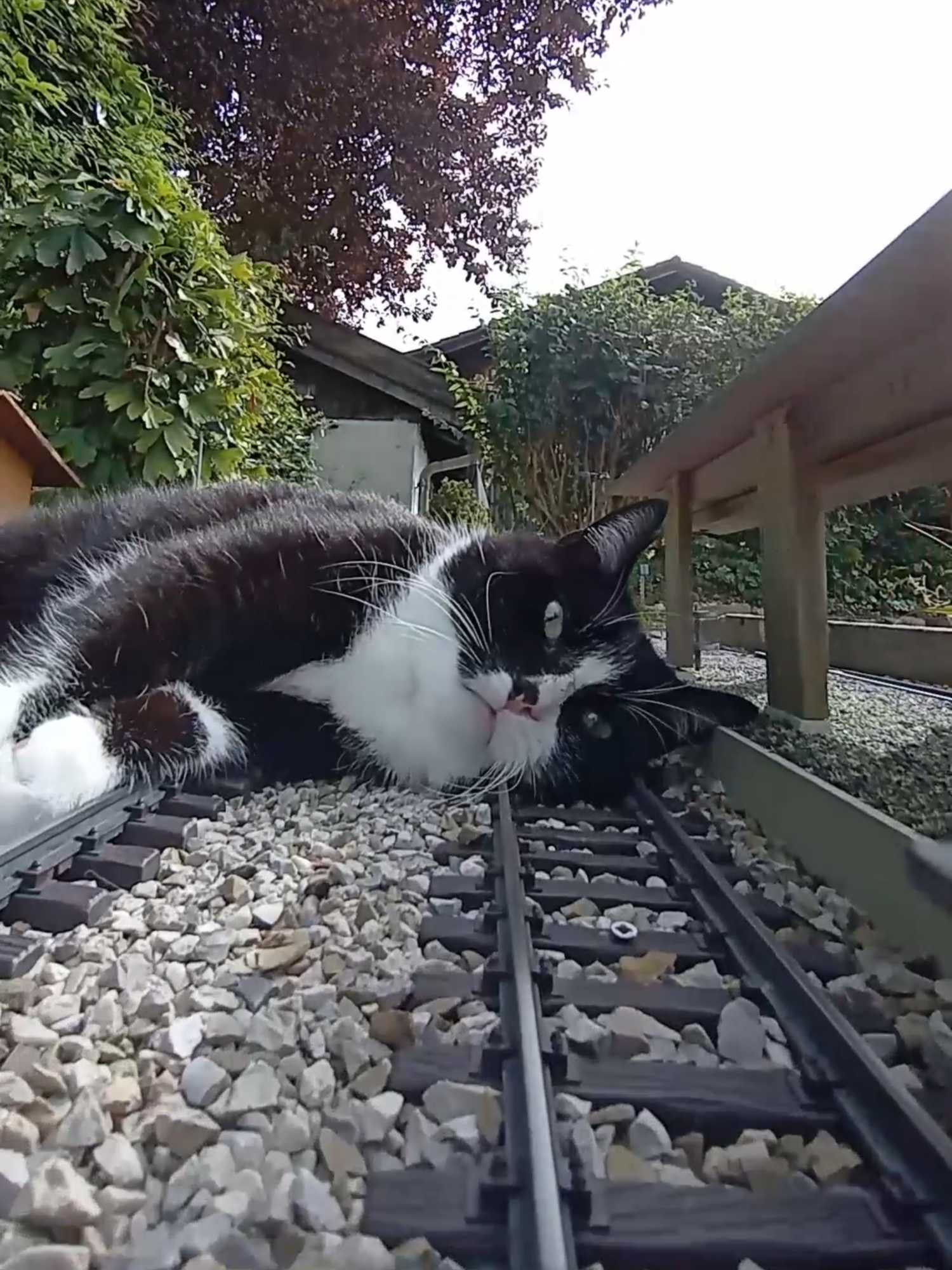Blocked Train Station - #gardenrailway #gardenrailroad #gartenbahn #train #gscale #modelrailroad #modellbahn #TikTok_Collaboration #katze #catsofttiktok #catslovers #pets