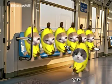 给我让座！ . . . . #猫meme #catmeme #00后 #真实还原 #猫meme小剧场 #万万没想到 #内容过于真实 #搞笑 #funny #fyp #热门 #抽象 #离谱