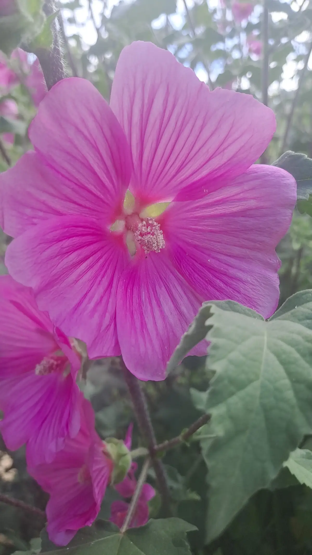 #coran #peace #islamic_video #jardin #fleurs 