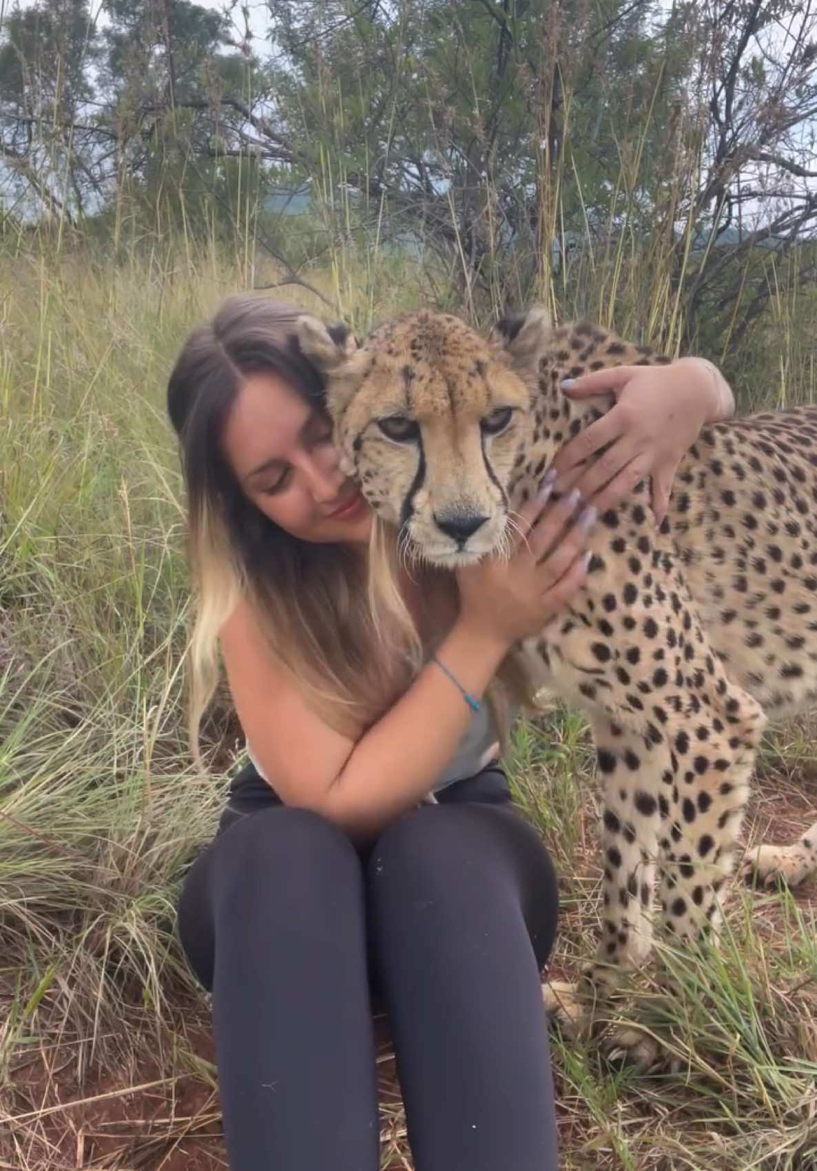 Magical healing purr ❤️ and the best company 😻 #cheetahpurr #cheetah #wildlife #fyp 