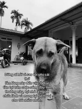 💔#anhdu2003 #dog 