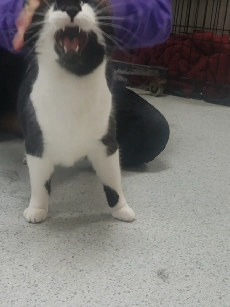 Miss Kay requests daily spankings. #cat #catsoftiktok #cliniccat #weird #veterinarian #VetMed