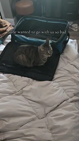 I almost zipped her up in there so she can make the trip too  #catvideos #cat #catvideo #meatloafcat #catsoftiktok #cattok #cats 