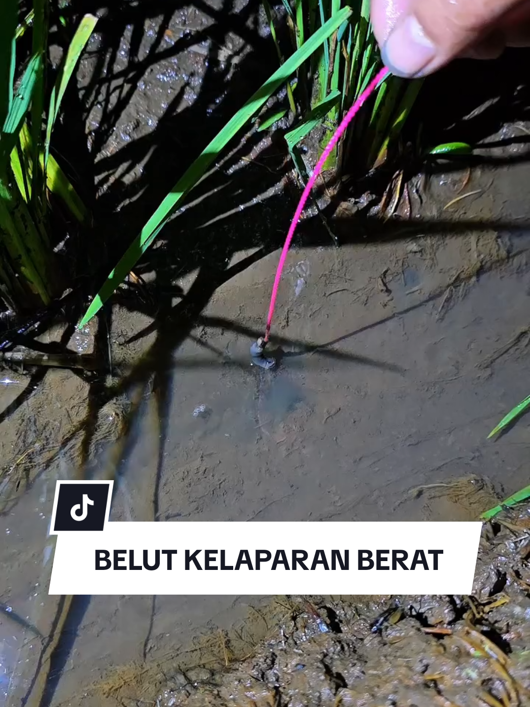 Santapan belut yang sedang kelaparan #ell #belut #fyp #xybca #fishing #mancing 