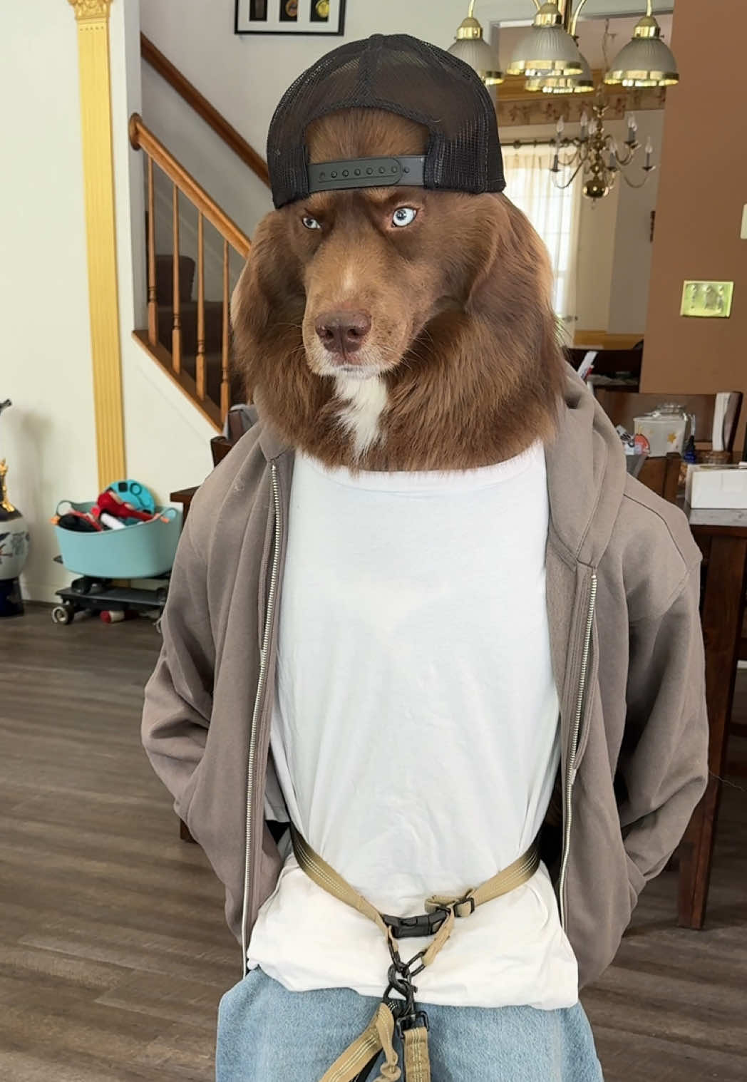 when I tell Kovu to take his brother for a walk  #whatthehelly #dogswearingclothes #dogsinclothes #siberianhusky #doggosdoingthings 