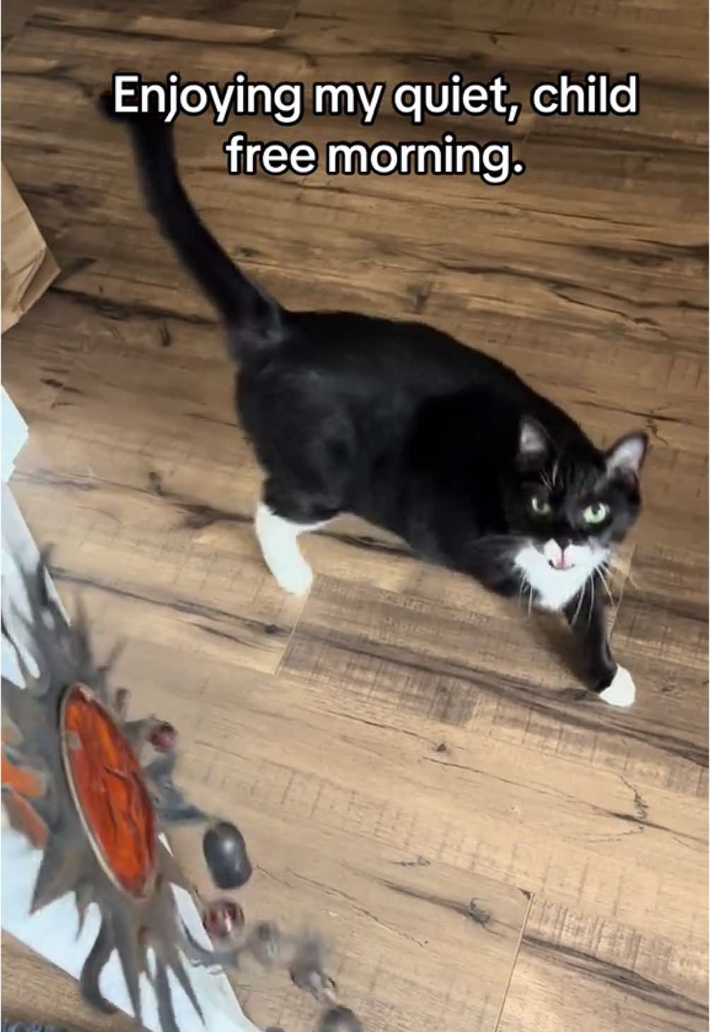 Finally some peace and quiet. 🥴☺️ #childfree #morning #fyp #cats 