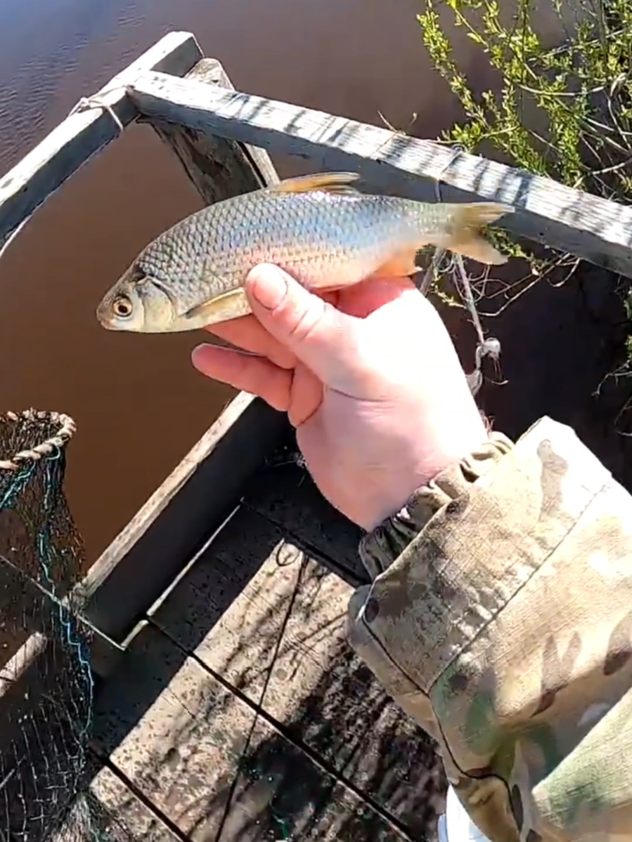 Закинул мардушку и поймал плотвушку #рыбалка #плотва #карась #окунь #ротан #поклевка 