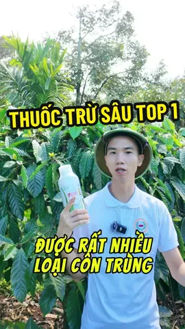 Thuốc trừ sâu Top 1. Dùng cho cây cà phê. Diệt sạch kiến, sâu hại, côn trùng trên cây