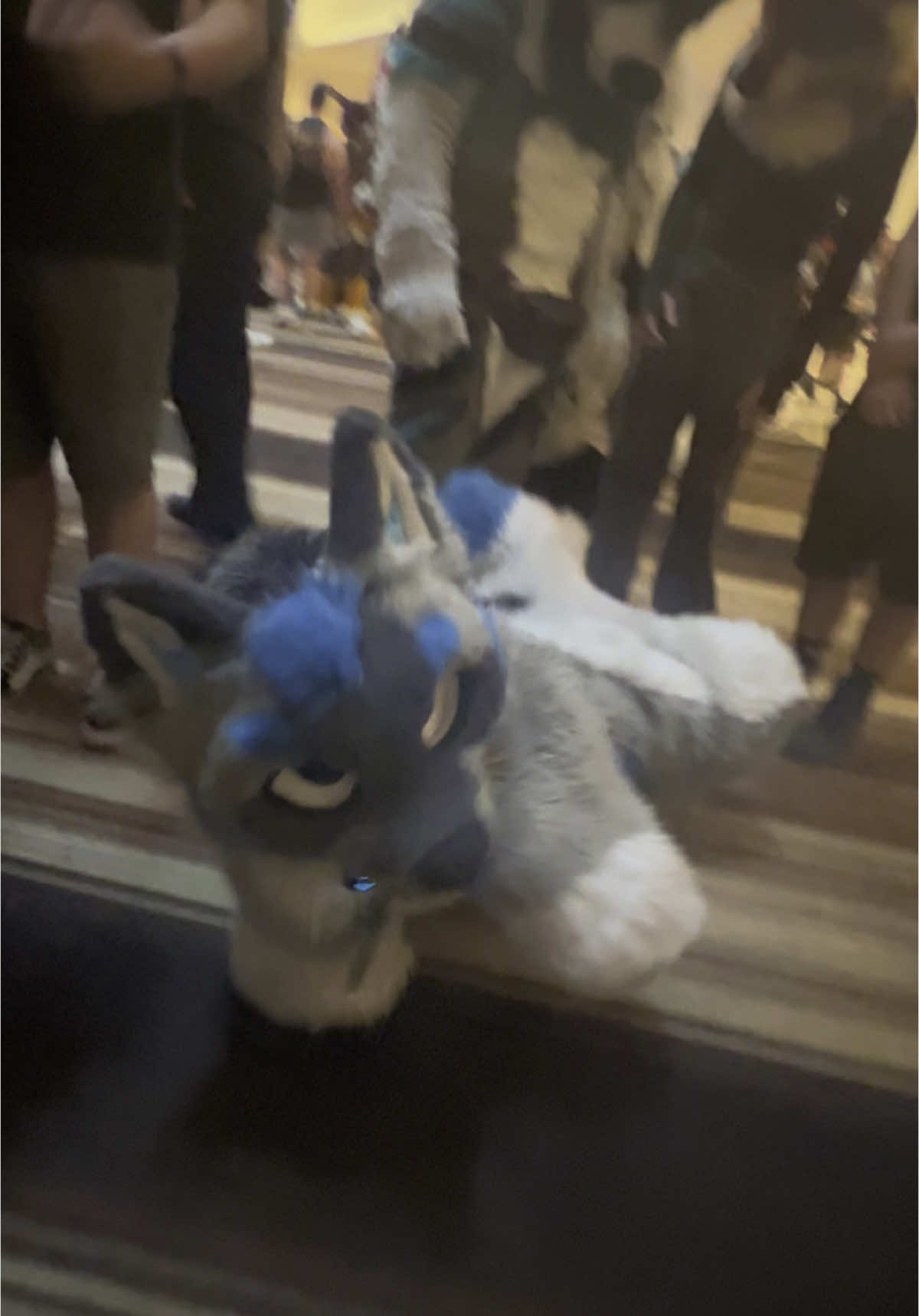 What da Dog Doin?!?  @Skucha  #fursuit #fursuiteveryday #fwa2025 #furryfandom 