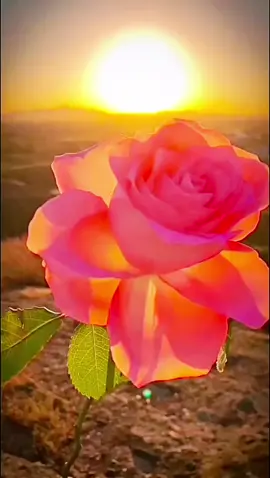 🕊️ گاهی آدم نمی‌دونه برای کدوم نعمت بیشتر شکر کنه… اما من می‌دونم! وقتی تو کنارمی، وقتی خنده‌هات، نگاهت، حضورت تو زندگیمه می‌فهمم که خوشبختی یعنی داشتن تو... می‌فهمم که خدا چقدر دوستم داشته که پاک‌ترین، بهترین، و نایاب‌ترین آدمو سهم قلبم کرده... تو نه فقط همسرمی، تو آرامشمی، پناهمی، همه‌چیِ دنیامی... خدایا… ممنونم که منو لایق این عشق کردی و تو رو نصیب من… 🌹❤️ #همسر_خوب #عشق_واقعی #شکر_خدا #زندگی_مشترک #احساس_واقعی #همسرم #دلنوشته_عاشقانه #عشق_پاک #پست_احساسی #تیک_تاک_فارسی #همسرانه #دلم_برات #دلبر_من #عاشقتم #متن_عاشقانه