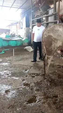 Kata Kata Hari Ini Bang Azis Gagap #katakatahariini #azisgagap #farm #cvpuputbersaudara #qurban #sapiqurban #hewanqurban #fpy #fyp #fyppppppppppppppppppppppp #peternakmuda #peternaksapiindonesia #pelawak #artist 