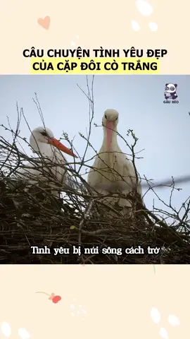 Câu chuyện cảm động về loài cò trong thế giới động vật