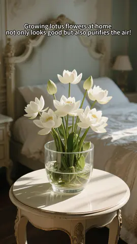 Si tienes una persona o mascota de mal humor en casa, debes tener una maceta de loto, puedes criarla en un tazón pequeño, maceta o pecera, puede sobrevivir siempre que la ponga en agua, y las flores que produce son muy fragantes y hermosas.#TikTokShop#fyp#TikTokShop #2025 #Lotus seed #Flower #Horticulture 