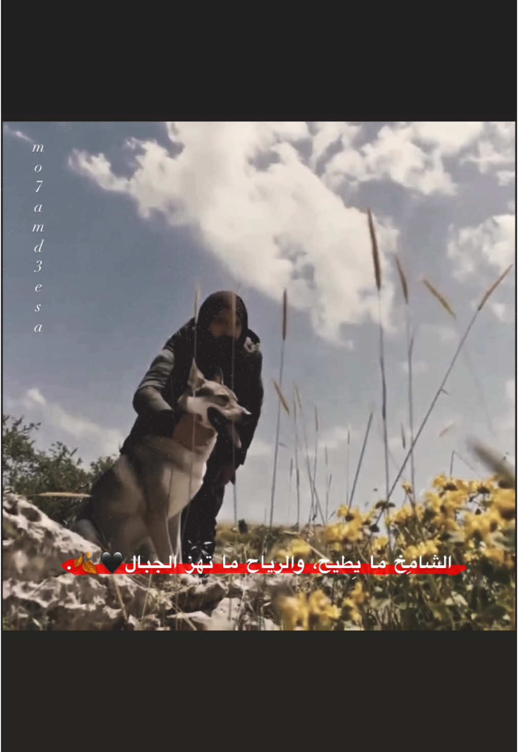 لما بغيب السبع بتفلت لضباع🦁💪.!#اكسبلور #الهيبة 
