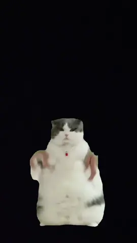 #cat