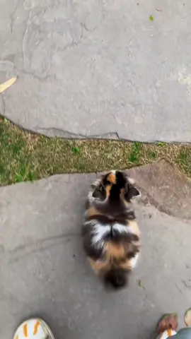 Angry ballerina eas 😹😹 #RoadTo18Million #kitten walking You have to respect the 2nd attempt though #kitten walk