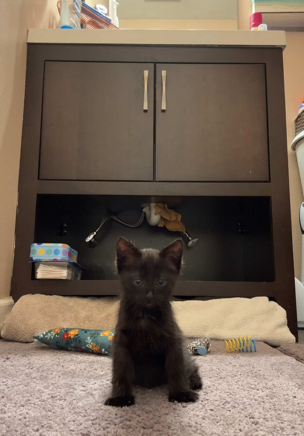 Hopefully he behaved  #catdistributionsystem #kittenrescue #kittensoftiktok #voidcat #babyvoid 