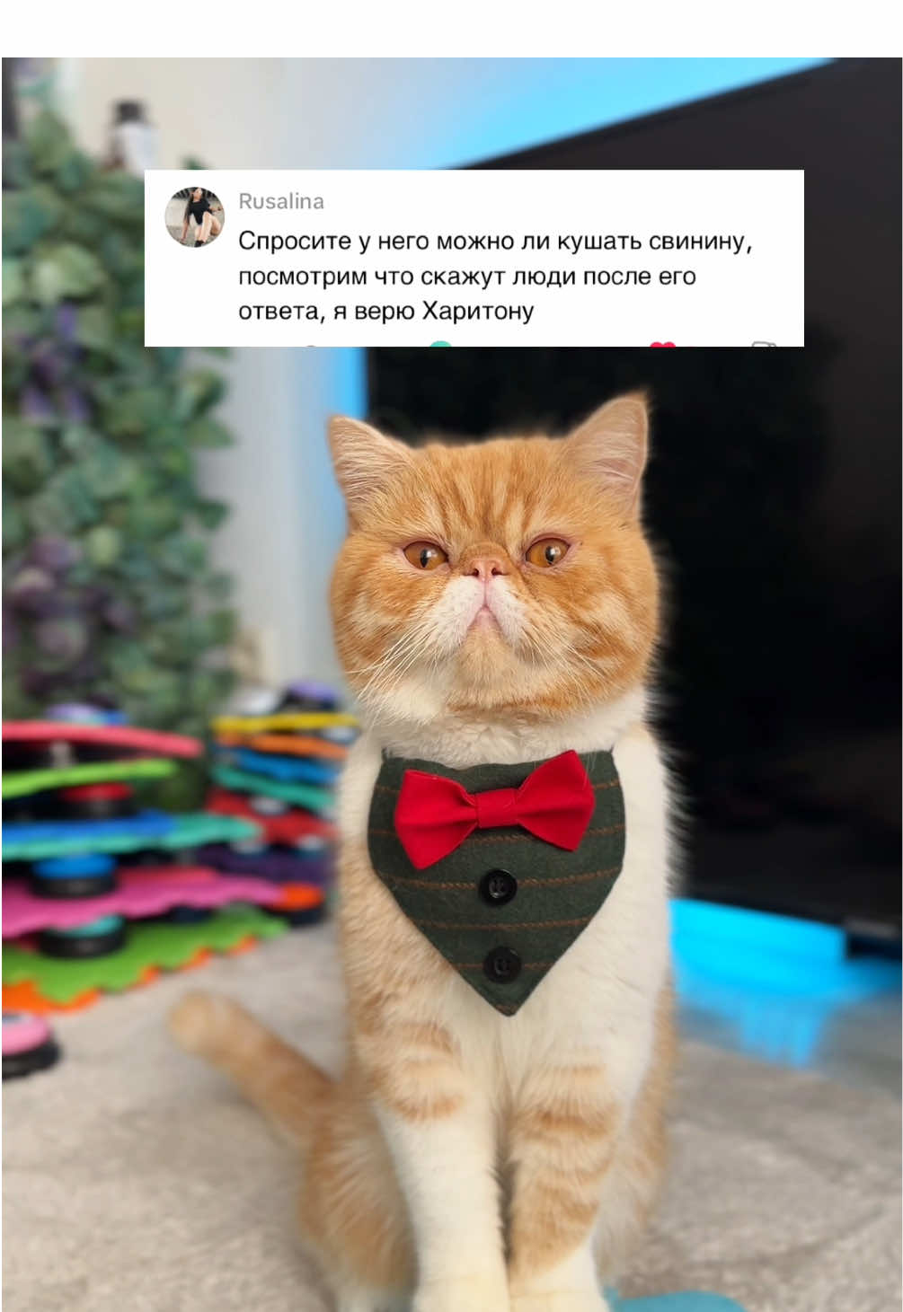 #харитон #cat #talkingbuttons #straykids #funnycat #catsoftiktok #straykidsstay #catplay #дрессировкакота #reactioncat #reaction #talkingcat #cat #говорящийкот 