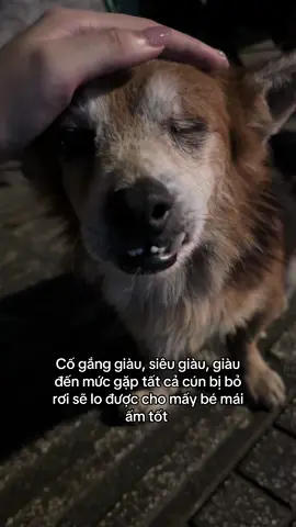 Giàu nhanh đi màaa #cúnconđángyêu #pet #chó_cưng 