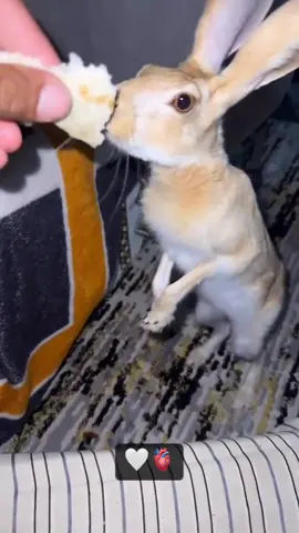 #ارنب #الربع_الخالي 🫀