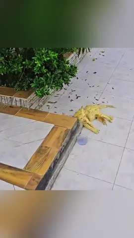 Rescue a mother cat on the road . #rescue #rescueanimals #rescuecat #cat #animals #fyp 