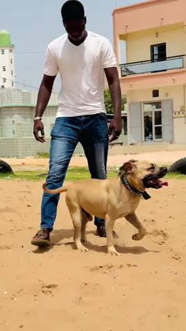 Mon champion KAYSER💪🏽❤️ @Dog innovation 🇸🇳 @Pmk dog 🐶 @#+221🇸🇳CLUB PittBull SN.🐶💪  #pitbull #tiktoksenegalaise🇸🇳🇸🇳 #tiktoksenegal🇸🇳 #viralvideo🔥 #pit #elevagecanin #fypシ゚ #fyp #pourtoi #viralvideos #f 