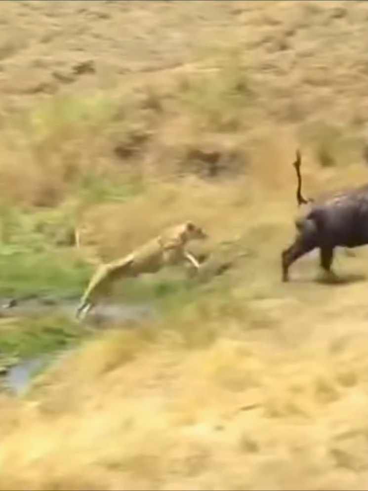 lion buffalo #animalsvideos #wildlife #foryoupage #animalsvideos new animal video 2025