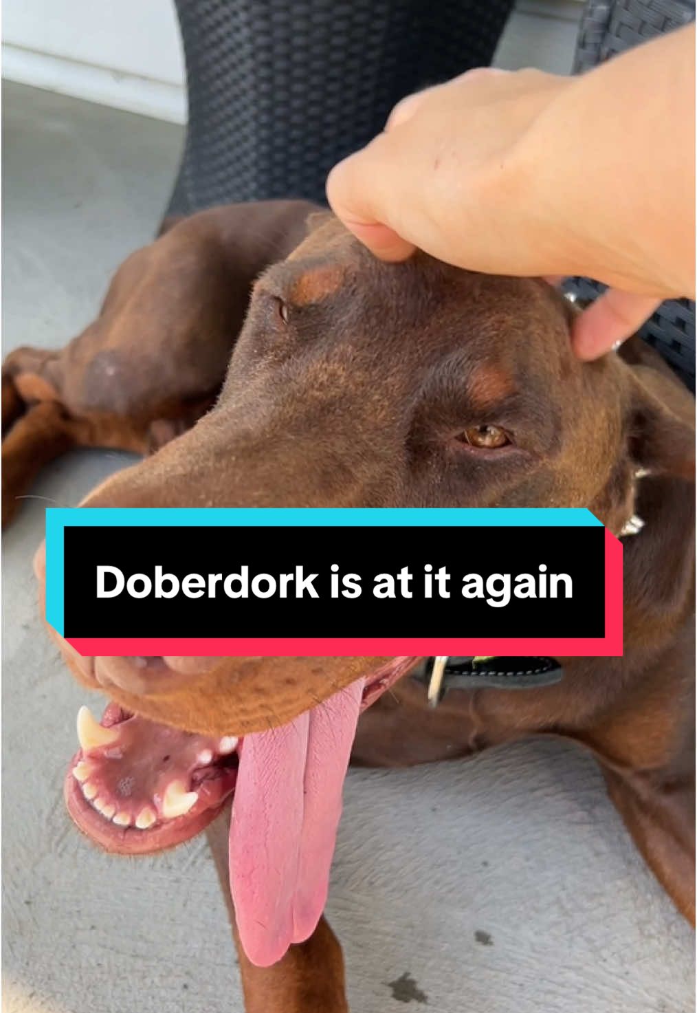 What a goofy doberdork you gotta love both sides of this breed! The fun goofy side and the business side no wonder we fit so perfectly together I am the same way hahaha #fyp#foryou#foryoupagedog#doberman#kano#dobermanpinscher#trend#tongueout  