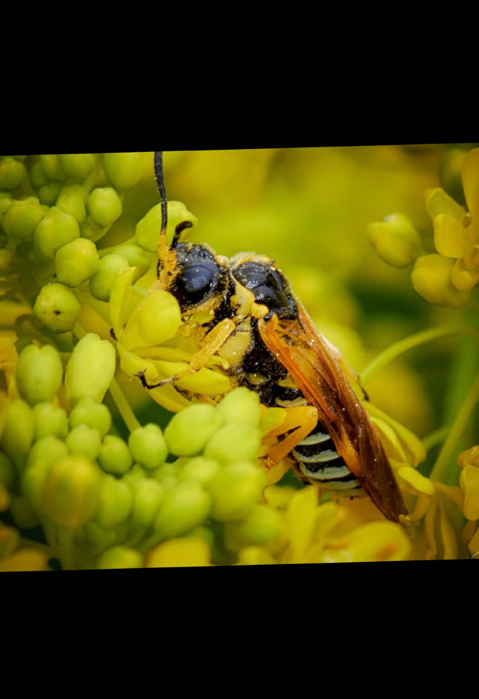 Macro proxy photo mère nature. #danyrousseauphotographe #bee #nature #abeille 