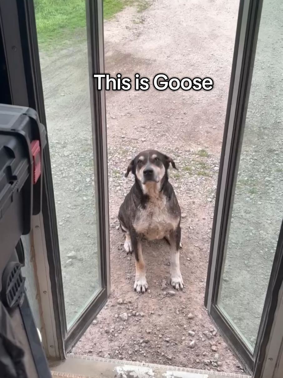 Despite everything, Goose is the sweetest dog in the whole world #dogrescue #straydog #hounddog 