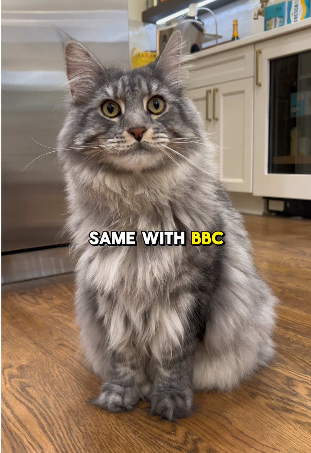 teehee #cattok #catsoftiktok #mainecoon #mainecooncat #polydactylcat 