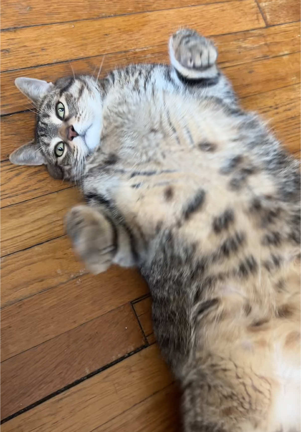you’ve had too many cookies… #catsoftiktok #tiktok #trending 