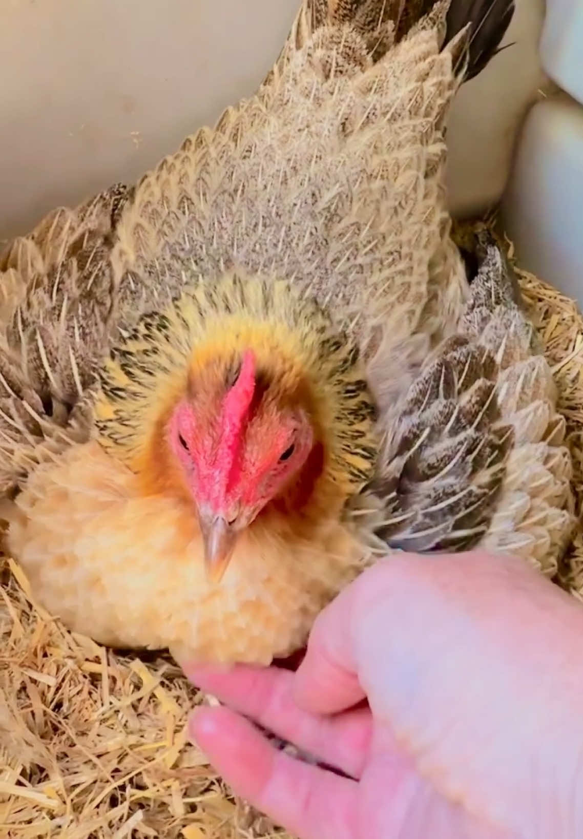 Sisters from different mothers are in the nesting box 🪺🐔♥️ laying eggs??? #creatorsearchinsights #tiktokcontentcreation #fypage #unfreezemyaccount #fypツ♡❦࿐ #viewsproblem😭 #goviral #fyppppppppppppppppppppppp 