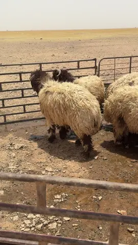 ان كان جدك ماورث لك ملايين :: ماهو ضروري تذبح له ضحيه 