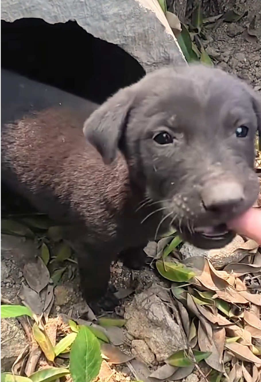 #animal #animalrescue #cat #dog #fyp 