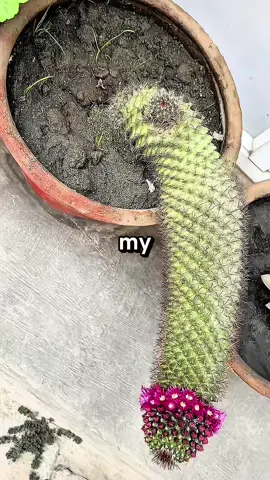 #reddit #redditstories #RedditGold #ViralStories #TrendingTales #StoryTime #MindBlowingReddit #EpicReddit #RedditDeepDive #hiddengems #storytelling #fyp #viral #explore #fypシ #foryou #RedditStories #TikTokReddit #StoryTime #TrueStory #RedditTales #ShareYourStory #TikTokTales #RealLife #LifeStories #Storytelling #CommunityStories #RedditThreads #Anecdotes #SliceOfLife #Narrative #FromReddit #ExperienceShare #ViralStories #HumanExperience #DailyStories #RedditRecap #TikTokNarratives #Storytellers #UniqueExperiences #InspiringStories #EmotionalJourney #EyeOpening #UnbelievableStories #MemorableMoments #StoryCommunity #HeartwarmingTales #MindBlown #LifeLessons #WisdomFromReddit #InspirationalStories #StoryTimeWithReddit #StoryHour #UnexpectedTurns #JawDroppingMoments #LifeReflections #StoryCorner #FascinatingStories #RedditNarratives #ShareYourExperience #LifeAdventures #AmazingStories #StoryLovers #RedditGems #ShareYourJourney #TikTokStorytime #USA #America #American #UnitedStates #usa_tiktok🇺🇸 