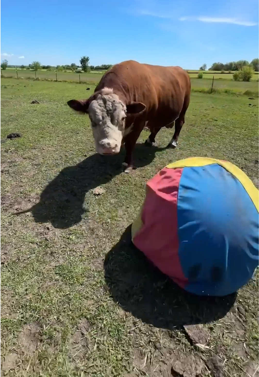 Ball is life.  (🎥IG: spudbull125)