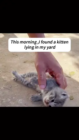 #rescue #fyp #cat #catsoftiktok #cute 