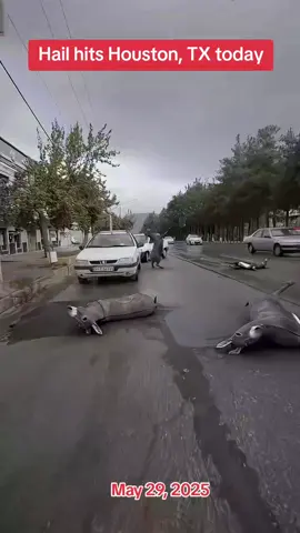 Hail hits Houston, TX today! #hail #hailstorm #haildamage #houstontx #houston #texascheck #usa #weather #usatoday 