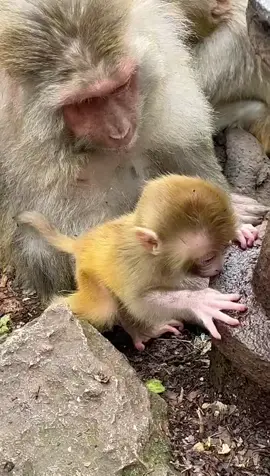 Cute little girl#fyp 