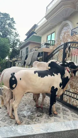 Alhamdulillah qurbani 2025❤️ #arhamali #arhamali42 #unfreezmyaccout #qurbani2025 #foryoupage #fyppppppppppppppppppppppp 