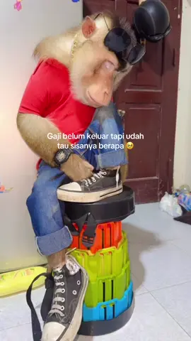 Emang semonyet itu ya koba 😩 #berukkusahabatku #kobe #sama #monyet #berukkesayangan #koba #jacky #satwaindonesia #storywa 