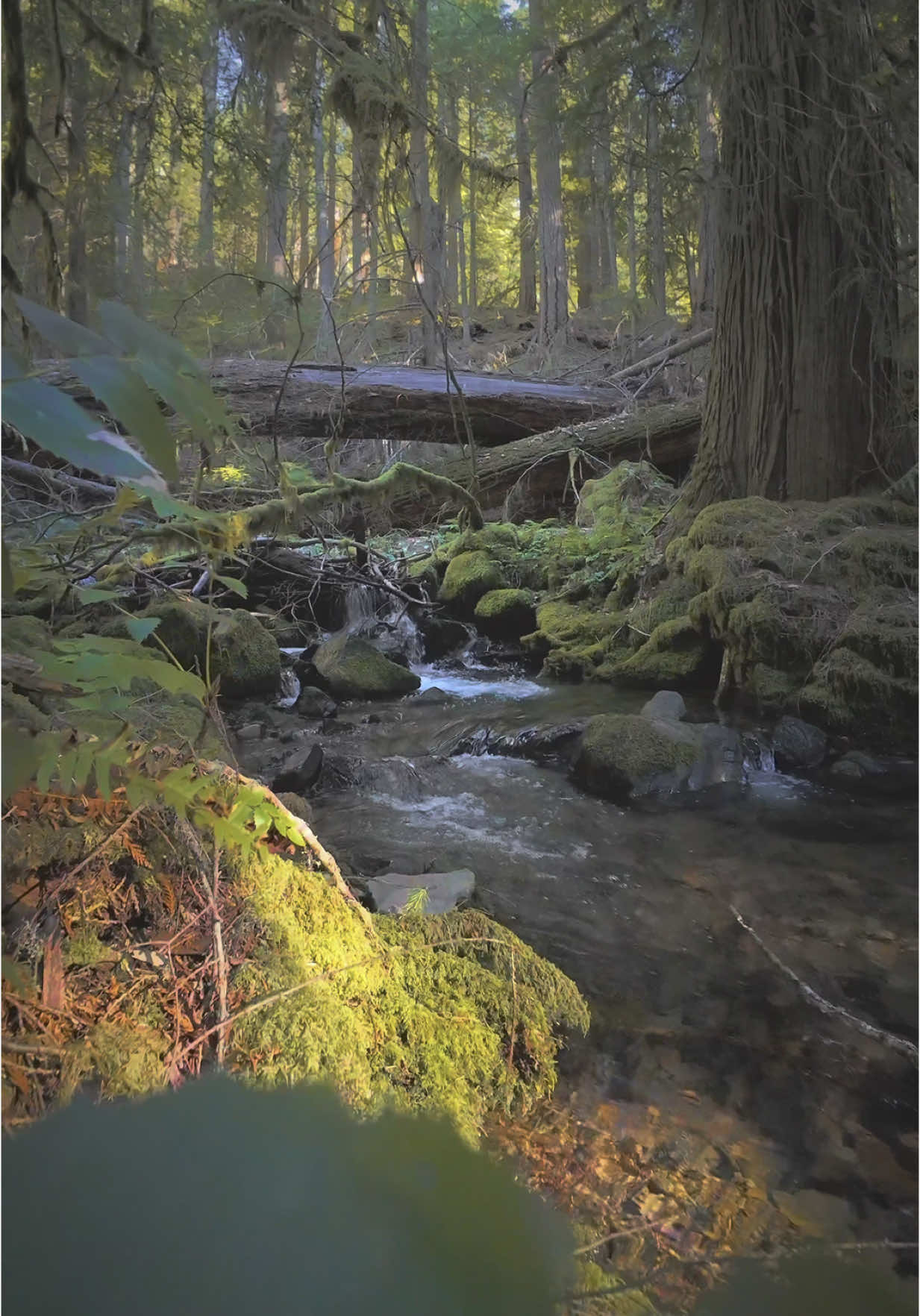 Looking through lush green leaves to a beautiful little creek, where the early morning sun lights up the mossy forest floor and makes the water glisten. The soft sounds of flowing water and birdsong create a moment of perfect stillness. It’s these quiet places that help us slow down and reconnect with the beauty around us 😌