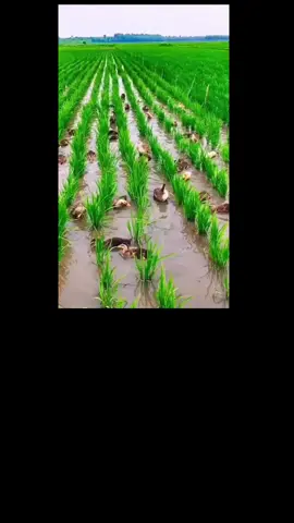 El Secreto de los Patos en el Arrozal #curiosidades #animales #patos #Arroz #cultivo