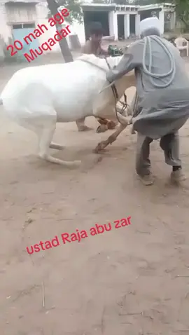 Raja zaibi #jhelm #Mashllah #shoq #viral #video #for #u 